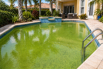 Green Water / Algae
